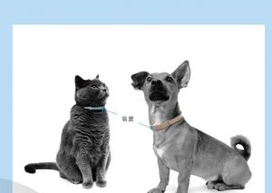 為什麼飼主需要 PetVoice？及早發現毛孩疾病的 4 大理由